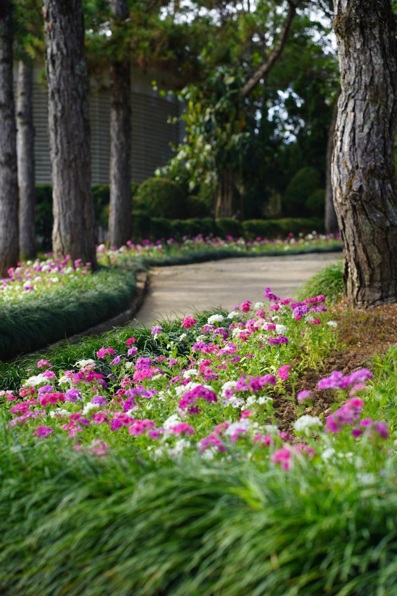 Ttc Dreamy Hill Resort - Unlimited Access To Ttc World - Thung Lung Tinh Yeu Dalat Exteriér fotografie