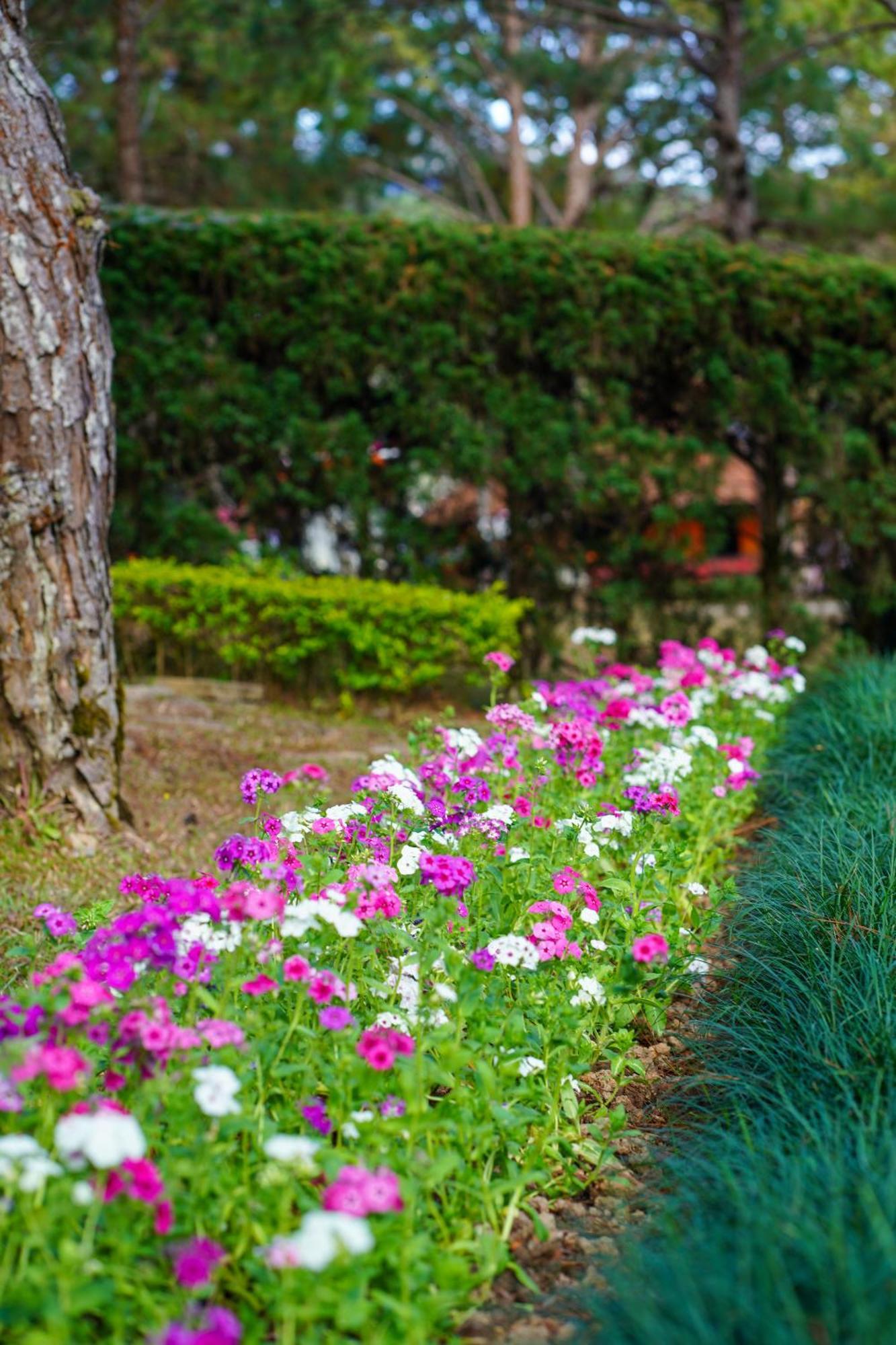 Ttc Dreamy Hill Resort - Unlimited Access To Ttc World - Thung Lung Tinh Yeu Dalat Exteriér fotografie